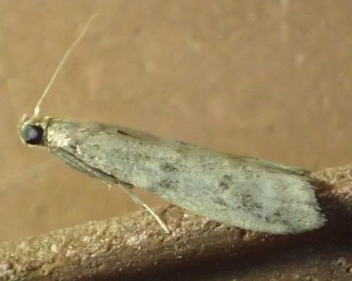 Réf. 309 175 : Phycitinae inconnu